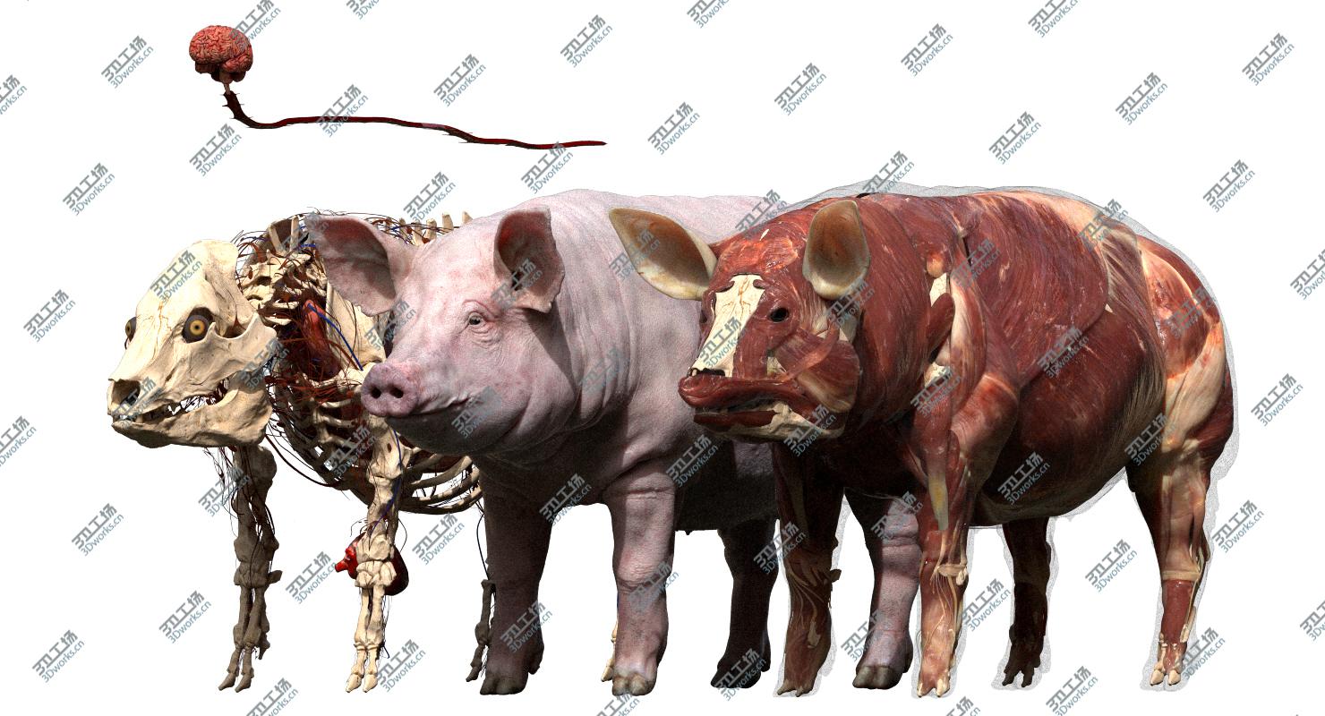 images/goods_img/20210113/Pig Anatomy 3D model/2.jpg